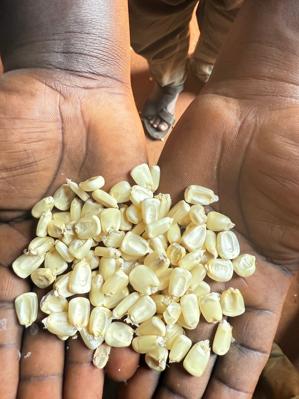 Maize