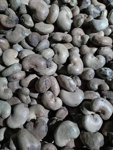 Cashew Nuts